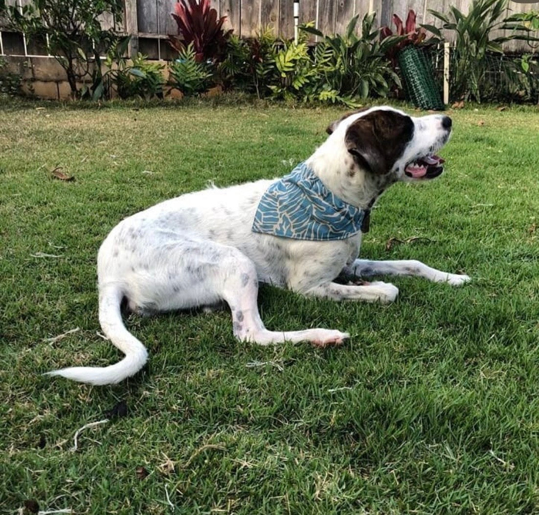 Dog Collar Bandana