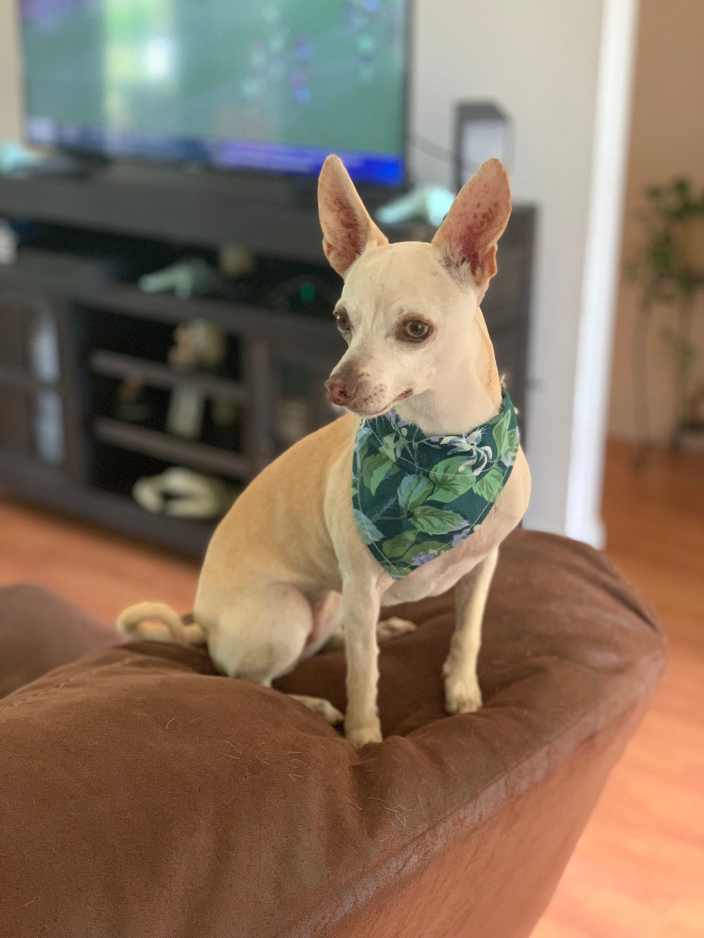 Dog Collar Bandana