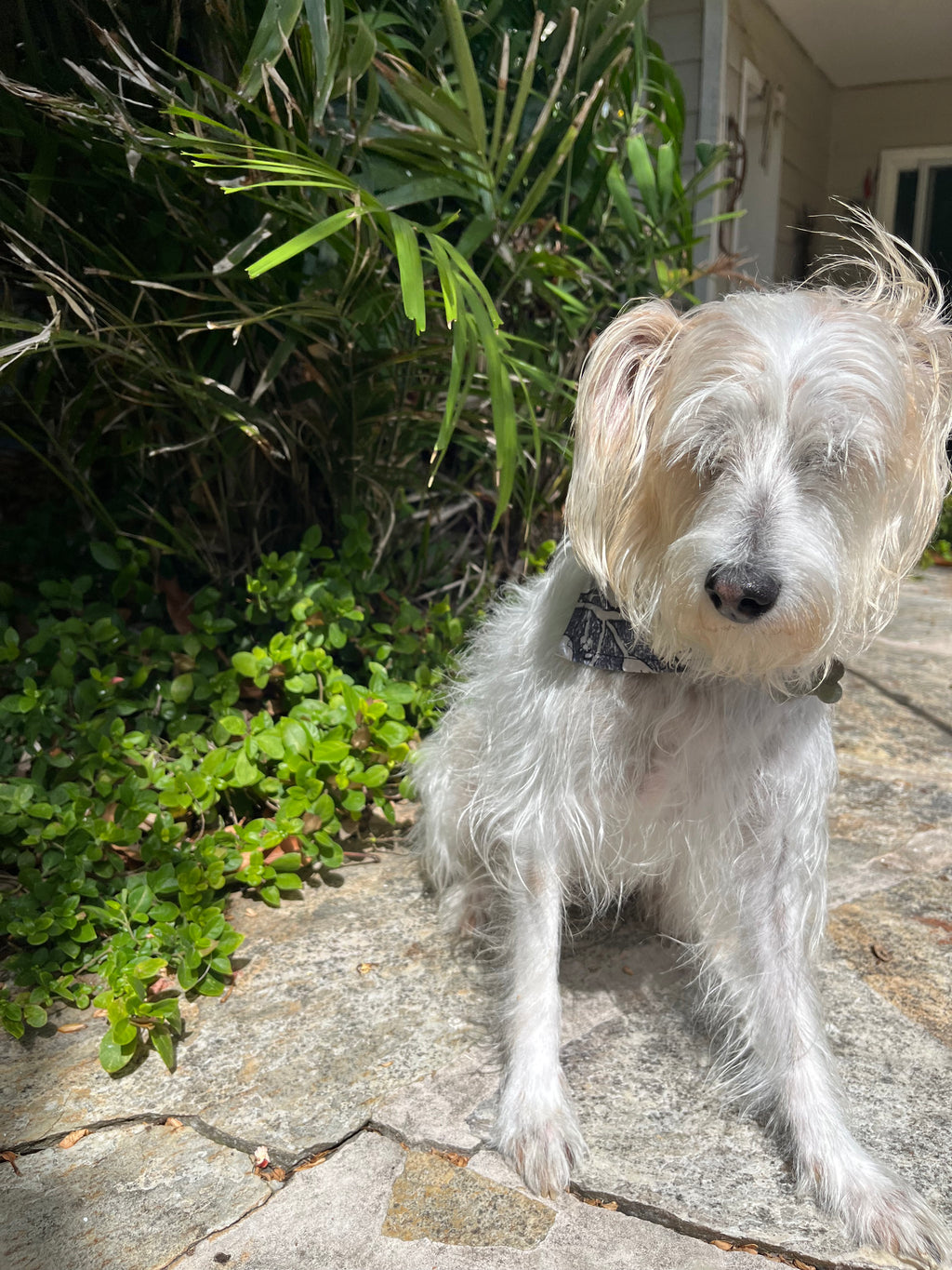 Dog Collar Bandana