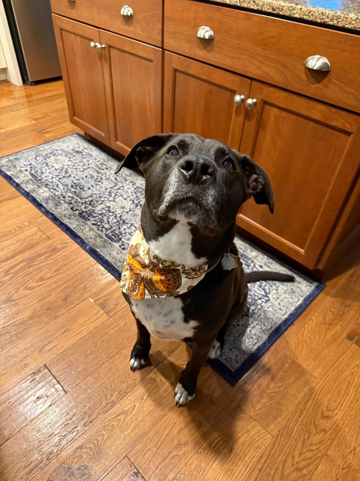 Dog Collar Bandana
